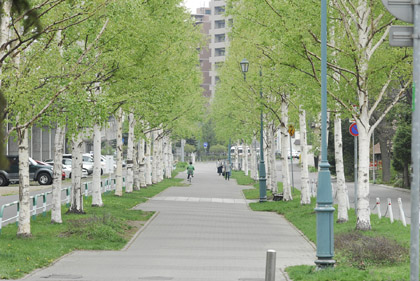 2008-07白樺