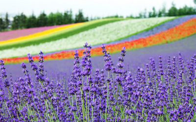 furano007b