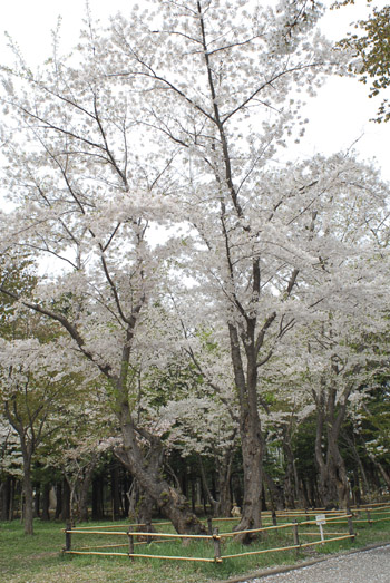 2円山公園333