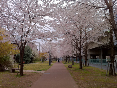 sakura03