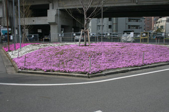 戸田市の桜