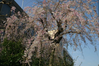 戸田市の桜
