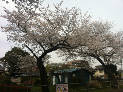 写真 2013-03-26 15 10 08