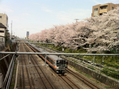 sakura01