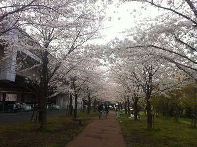 写真 2013-03-26 14 32 09
