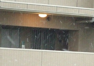 戸田市に降る雪
