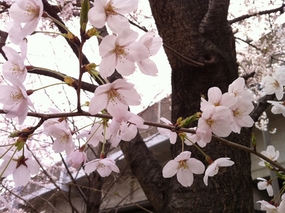 sakura02