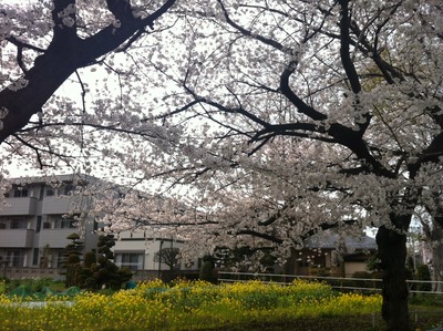 写真 2013-03-26 15 10 47