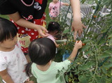 トマトの水やり2
