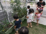 トマトの水やり4