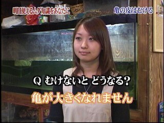 亀の皮