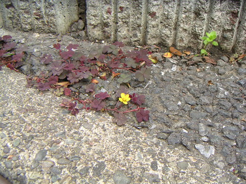 akakatabami120425b
