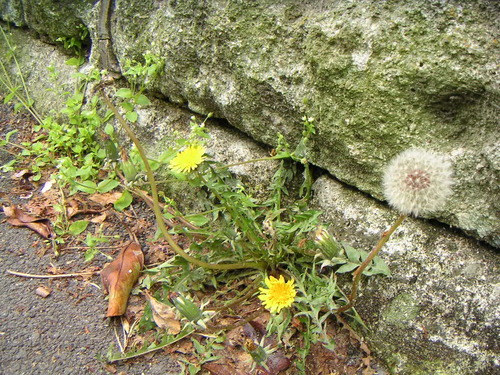 tanpopo120425b