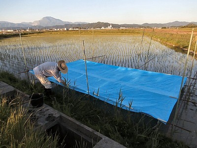 ゆりかご水田