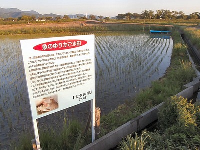 魚のゆりかご水田看板