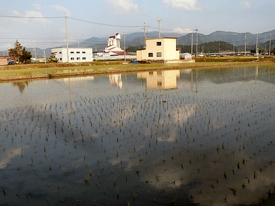 田んぼ