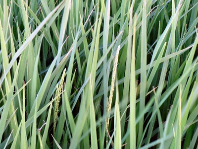 じいじ、穂が出てる