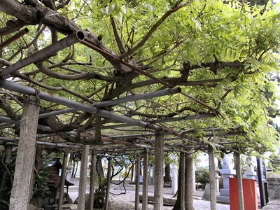 石田三成公お手植えの藤