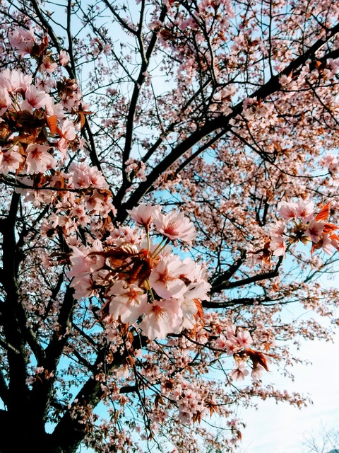 IMG_20170506_170314~2