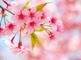 sakura