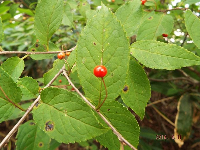 DSCF0536