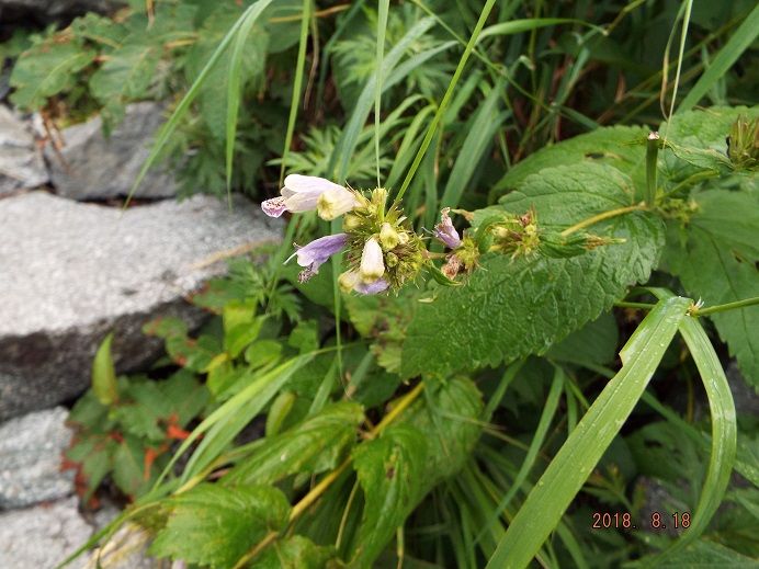 DSCF0625