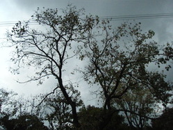 DSCF2130