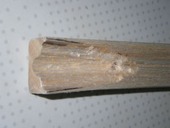 IMGP1747-1