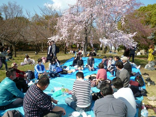 花見 丸くなって
