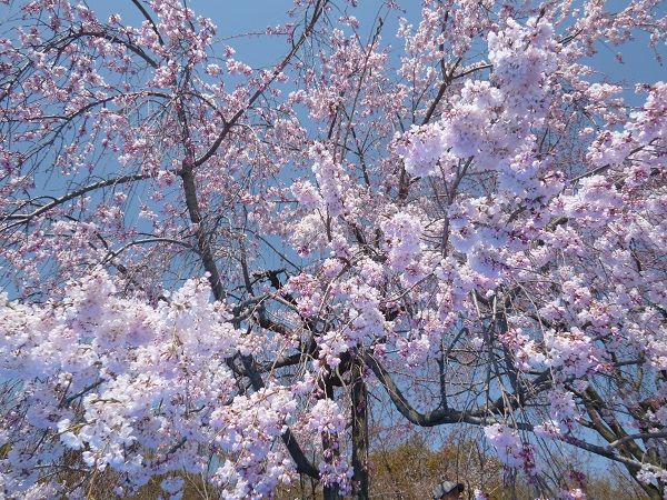 花見 満開