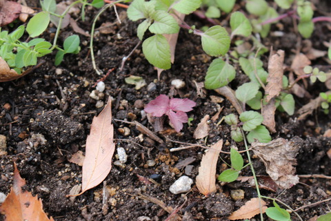 ムラサキミツバ始めました : てきとう自然観察記録