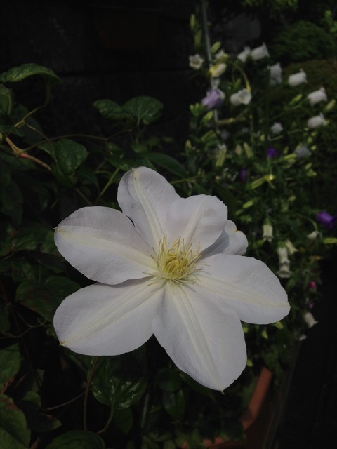 46f45e20.jpg