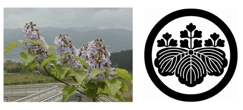 桐の花と五三の桐