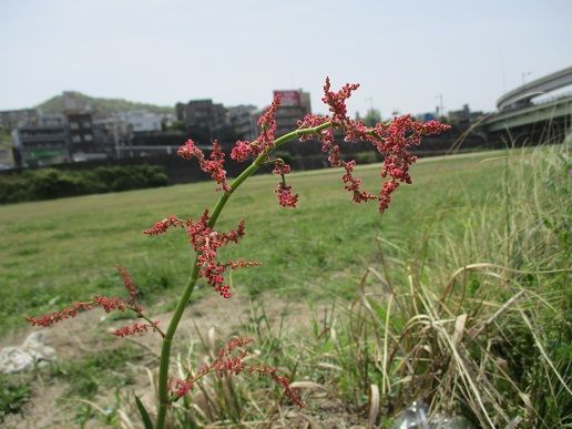 IMG_0967