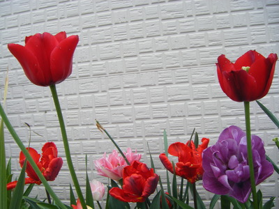 DSCF0812