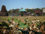 P1180501
