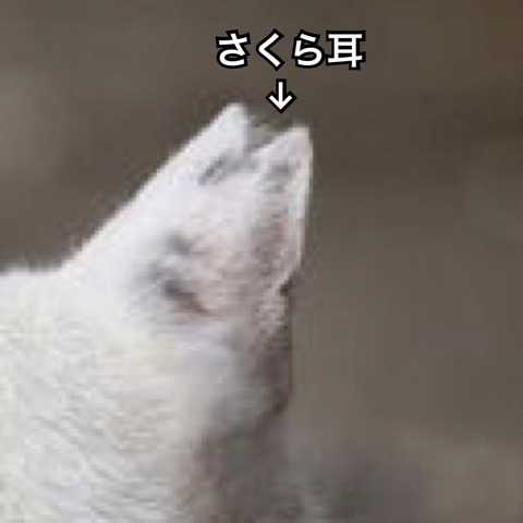 IMG_5585[1]