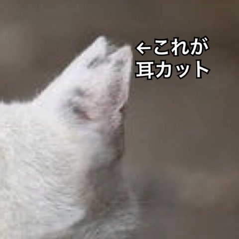 IMG_5810[1]