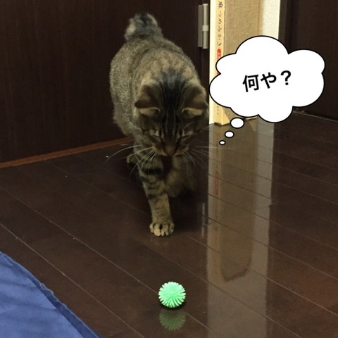 IMG_6419[1]