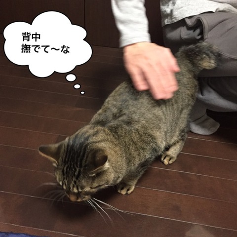 IMG_6865[1]