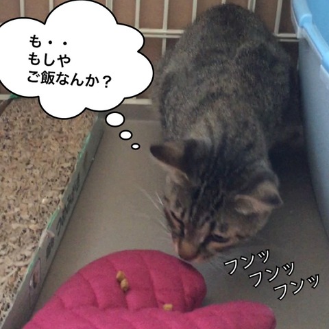IMG_3250[1]