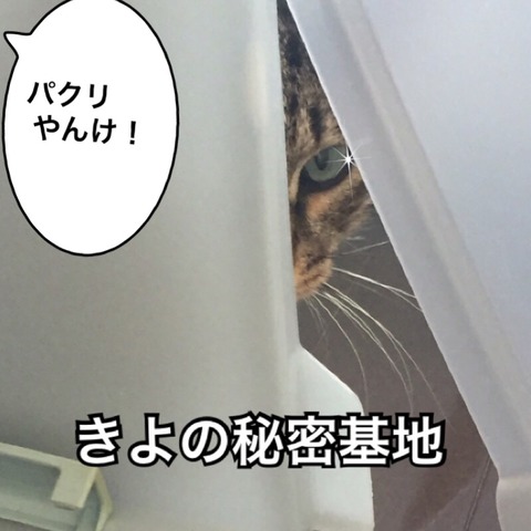 IMG_4447[1]