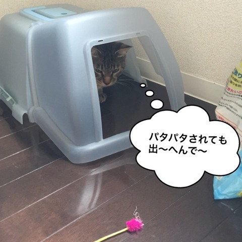 IMG_4449[1]