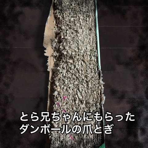 IMG_4602[1]