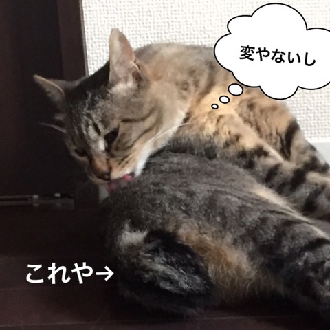 IMG_4287[1]