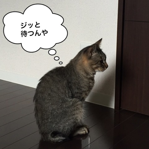 IMG_4278[1]