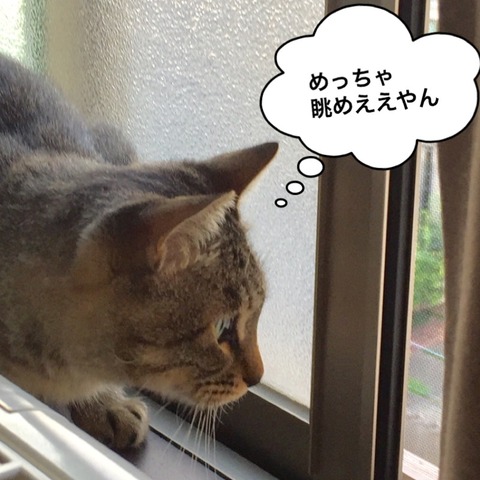 IMG_4262[1]