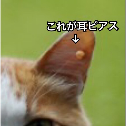 IMG_5812[1]