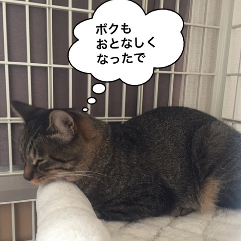 IMG_5816[1]