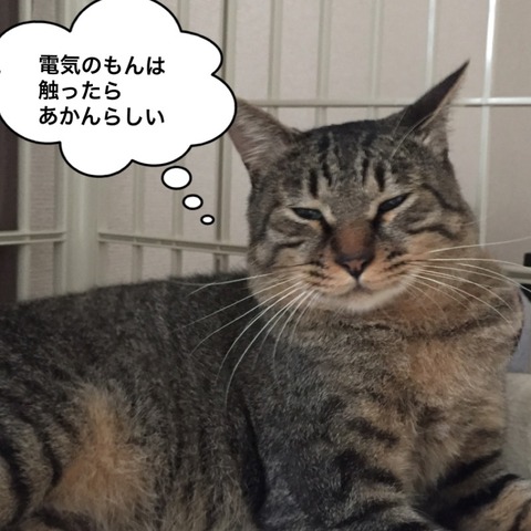 IMG_6252[1]